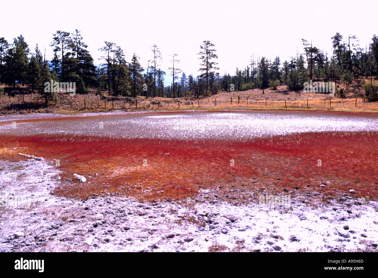 An Algae-covered Dried-out Pond in the Cariboo Region of British Columbia Canada Stock Photo