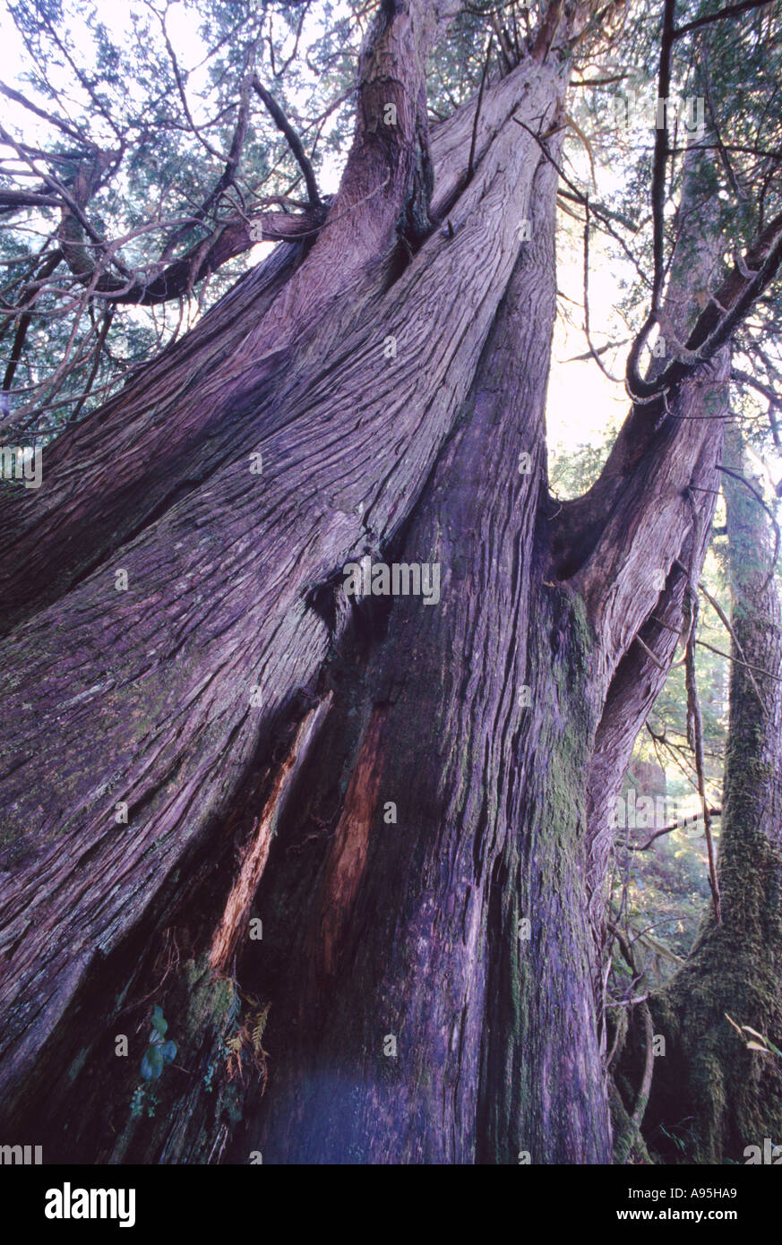 Giant Red Cedar Tree (Thuja plicata) in Old Growth Rainforest on Meares Island, near Tofino, BC, British Columbia, Canada Stock Photo