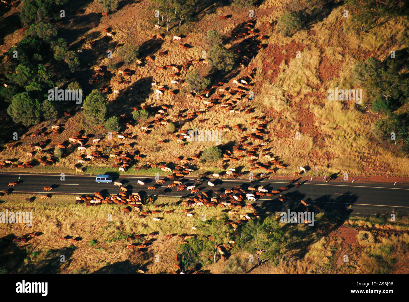 Cattle crossing outback australia Stock Photo Alamy