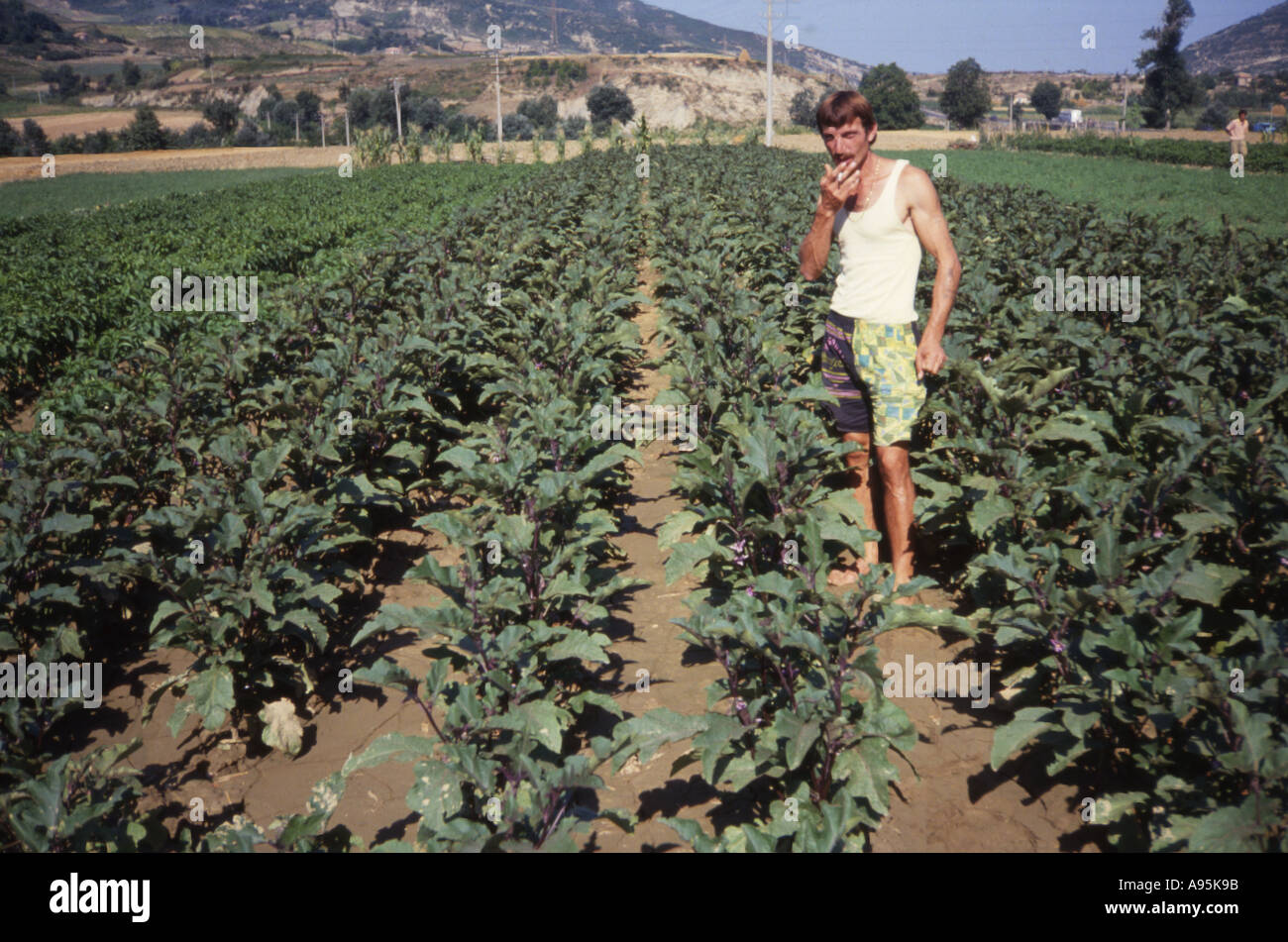 Man wearing a white singlet and shorts standing in a crop of aubergines Solanum melongena Albania Stock Photo