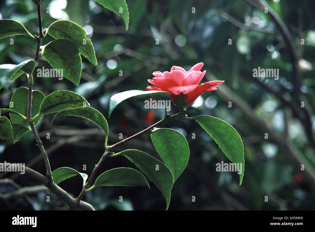 Camellia williamsii Stock Photo