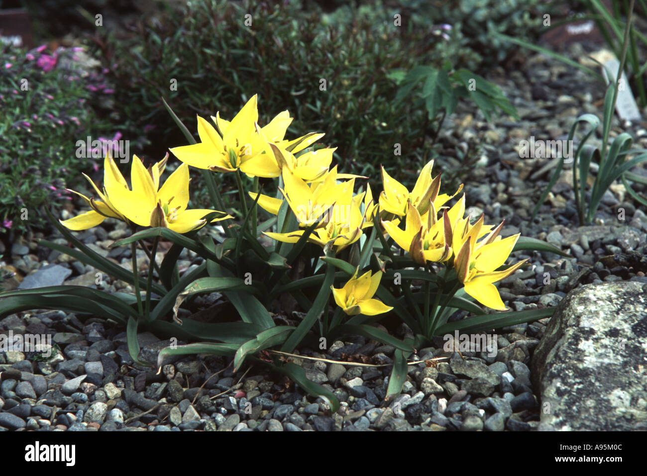 A Yellow Tulip Tulipa Kolpakowskiana Stock Photo Alamy