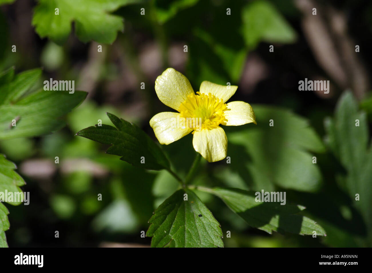 Globeflower (Trollius) Stock Photo