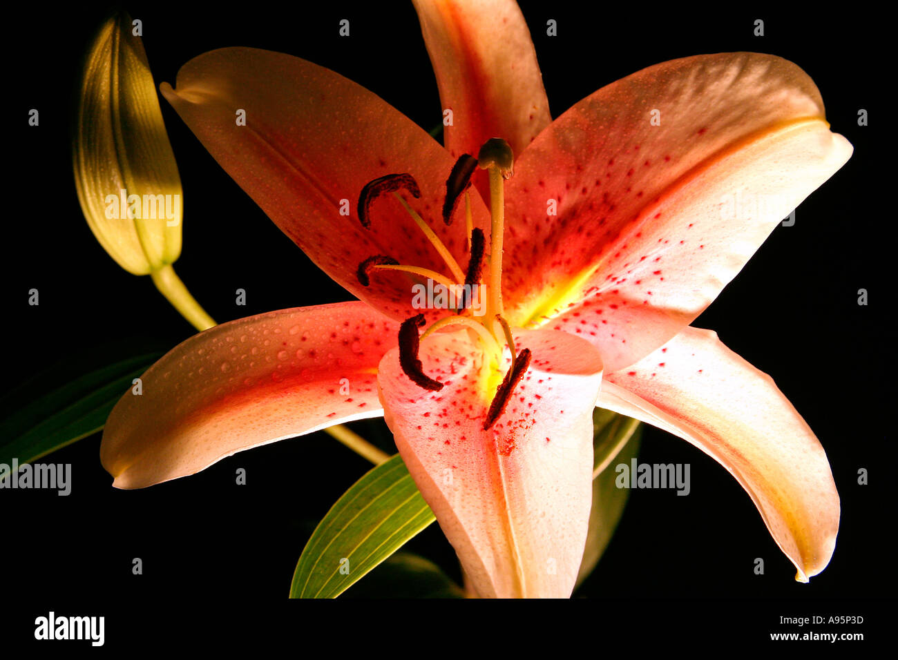 Studio Pink Lily close up on the black background Stock Photo - Alamy