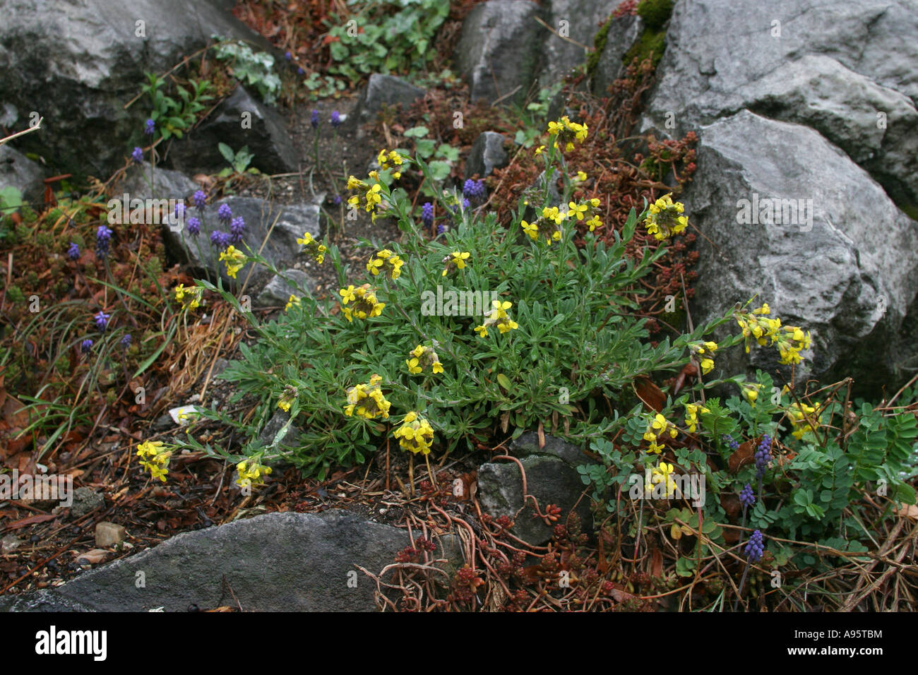 Alyssoides utriculata, Brassicaceae, Rhodopi Mountains, Bulgaria Stock Photo