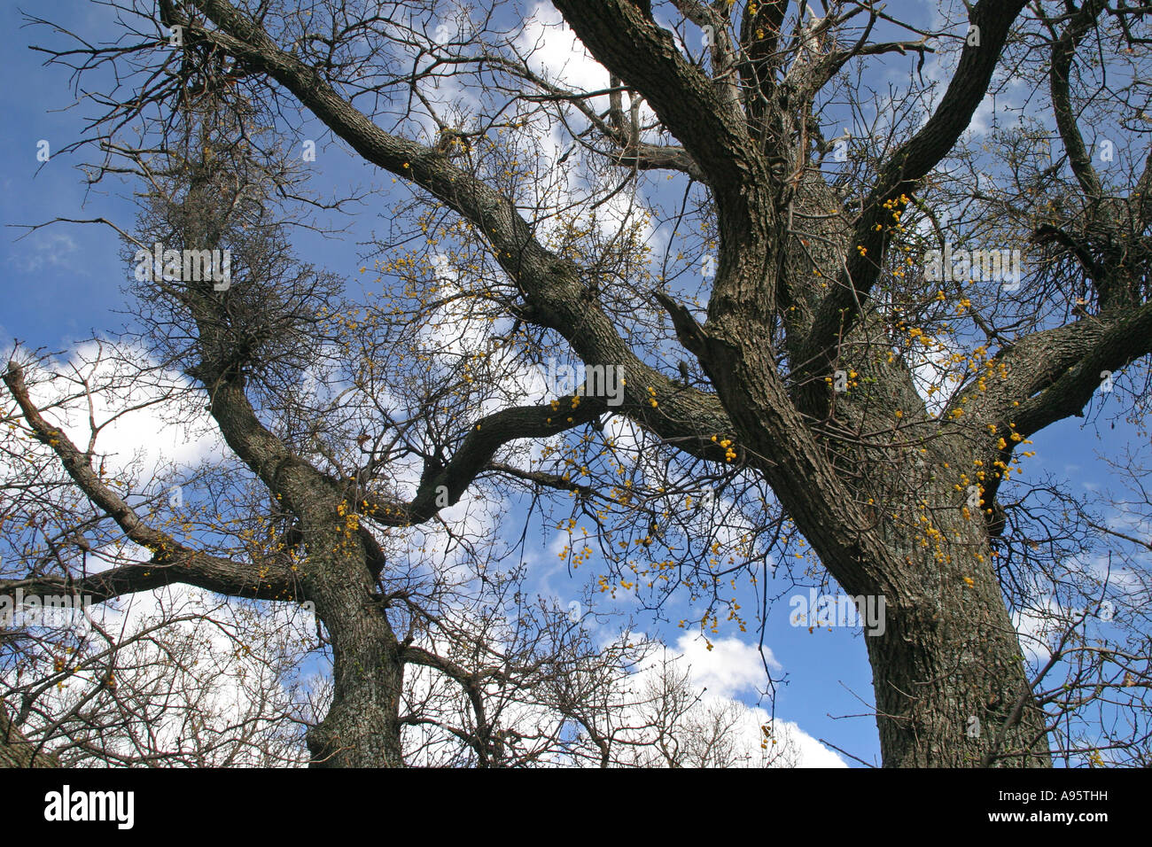 Loranthus europaeus, European yellow mistletoe, Summer mistletoe, fruits on a tree, Bulgaria Stock Photo