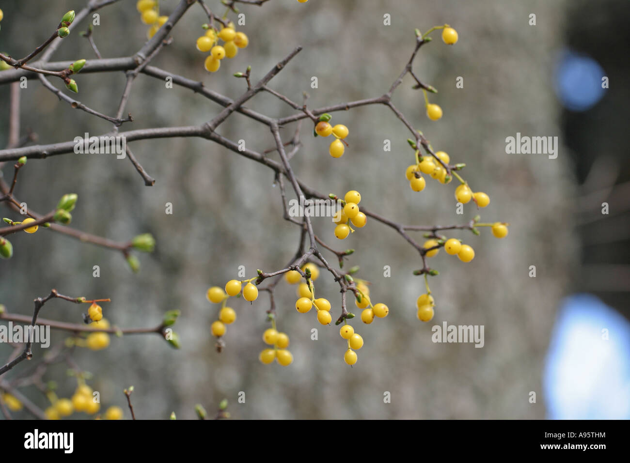Loranthus europaeus, European yellow mistletoe, Summer mistletoe, fruit, Bulgaria Stock Photo