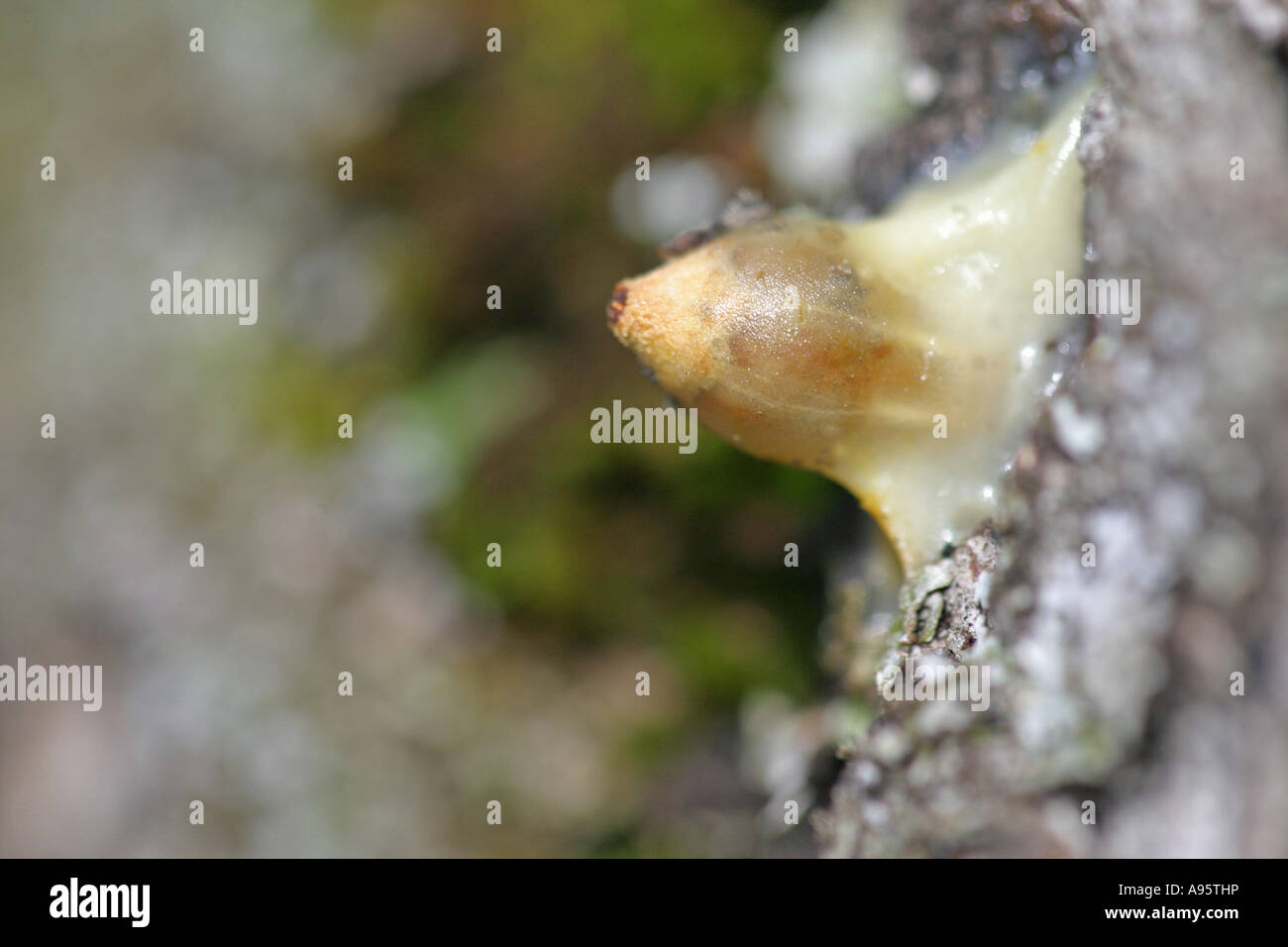 Loranthus europaeus, European yellow mistletoe, Summer mistletoe, seeds, Bulgaria Stock Photo