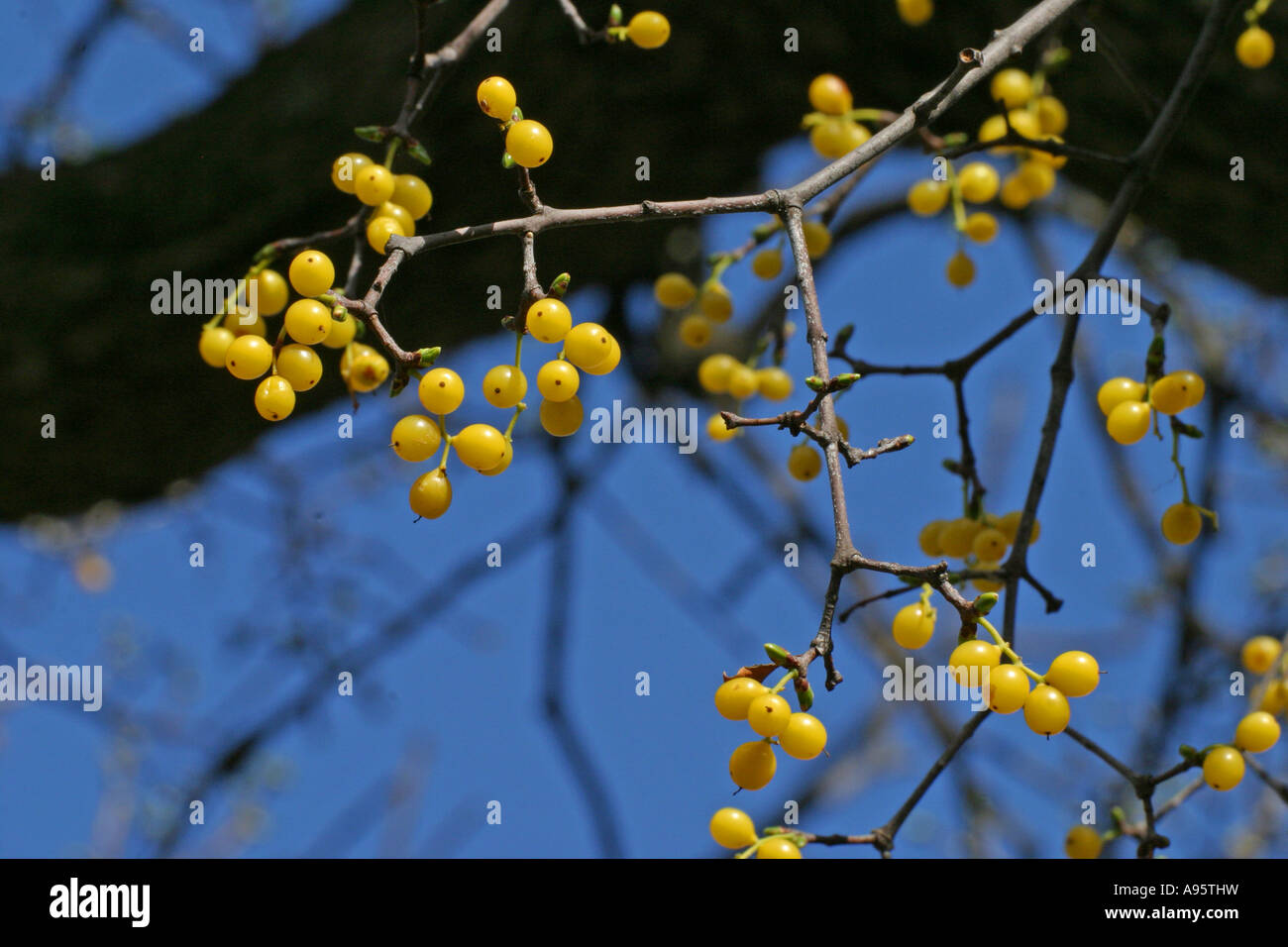 Loranthus europaeus, European yellow mistletoe, Summer mistletoe, fruit, Bulgaria Stock Photo