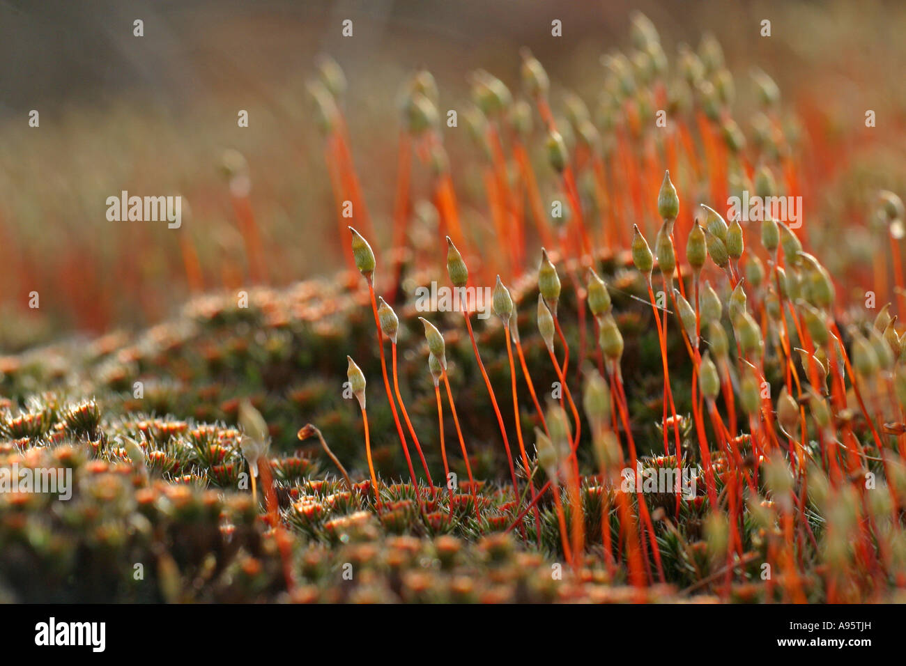 Moss, mosses, Bryophyta, Bulgaria Stock Photo