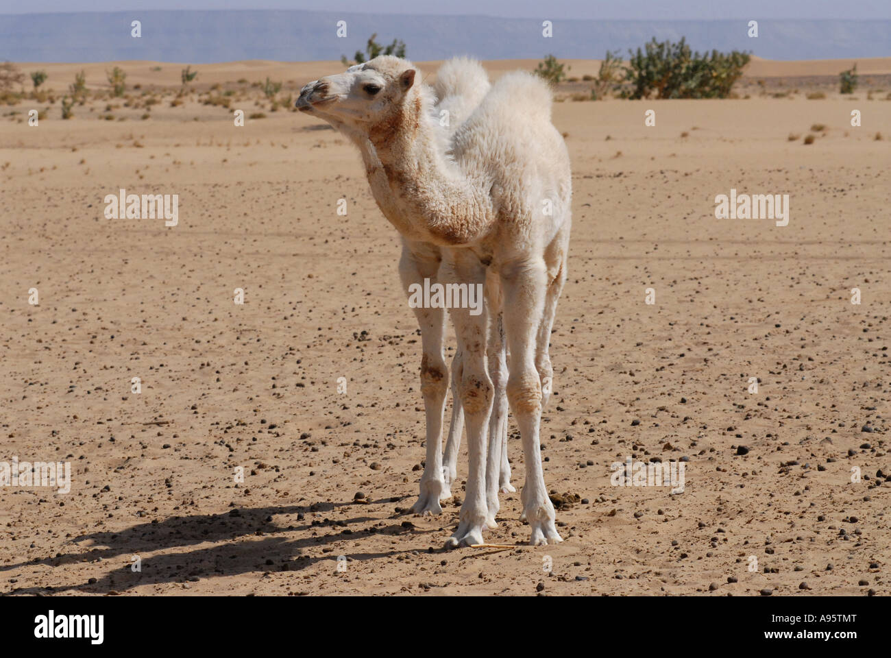 Two baby camels Sahara desert Stock Photo