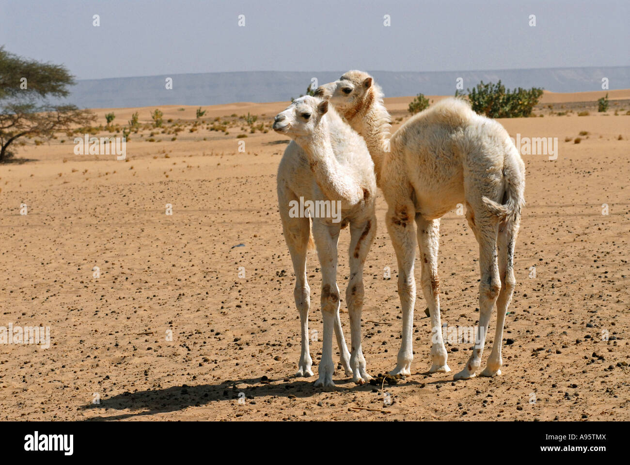 Baby camels Mauritania Stock Photo