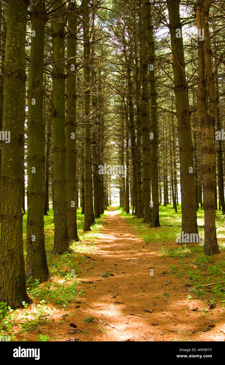 Pine Tree Grove & Path Stock Photo Alamy
