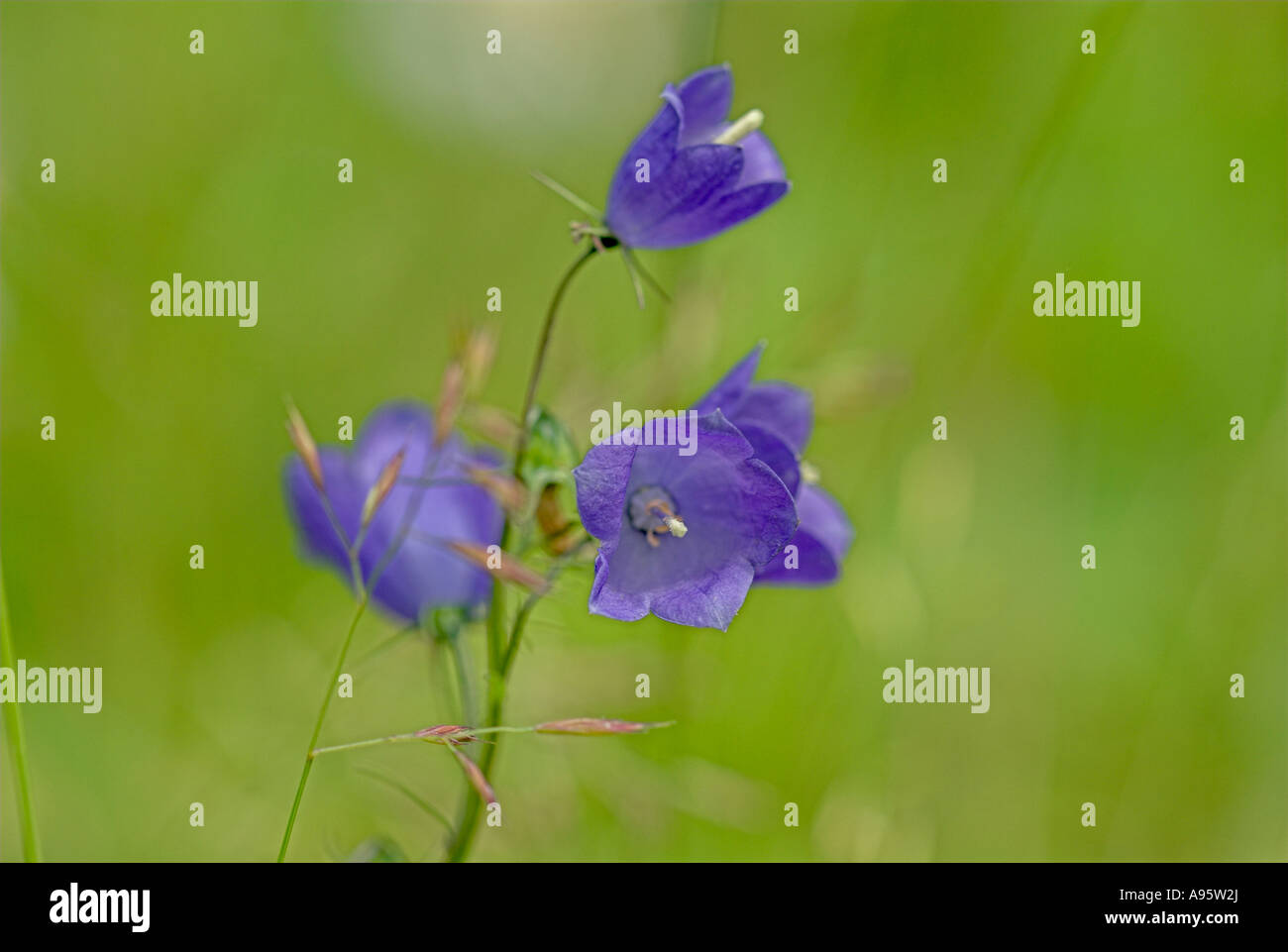 Bellflower in mEadow Switzerland Stock Photo Alamy