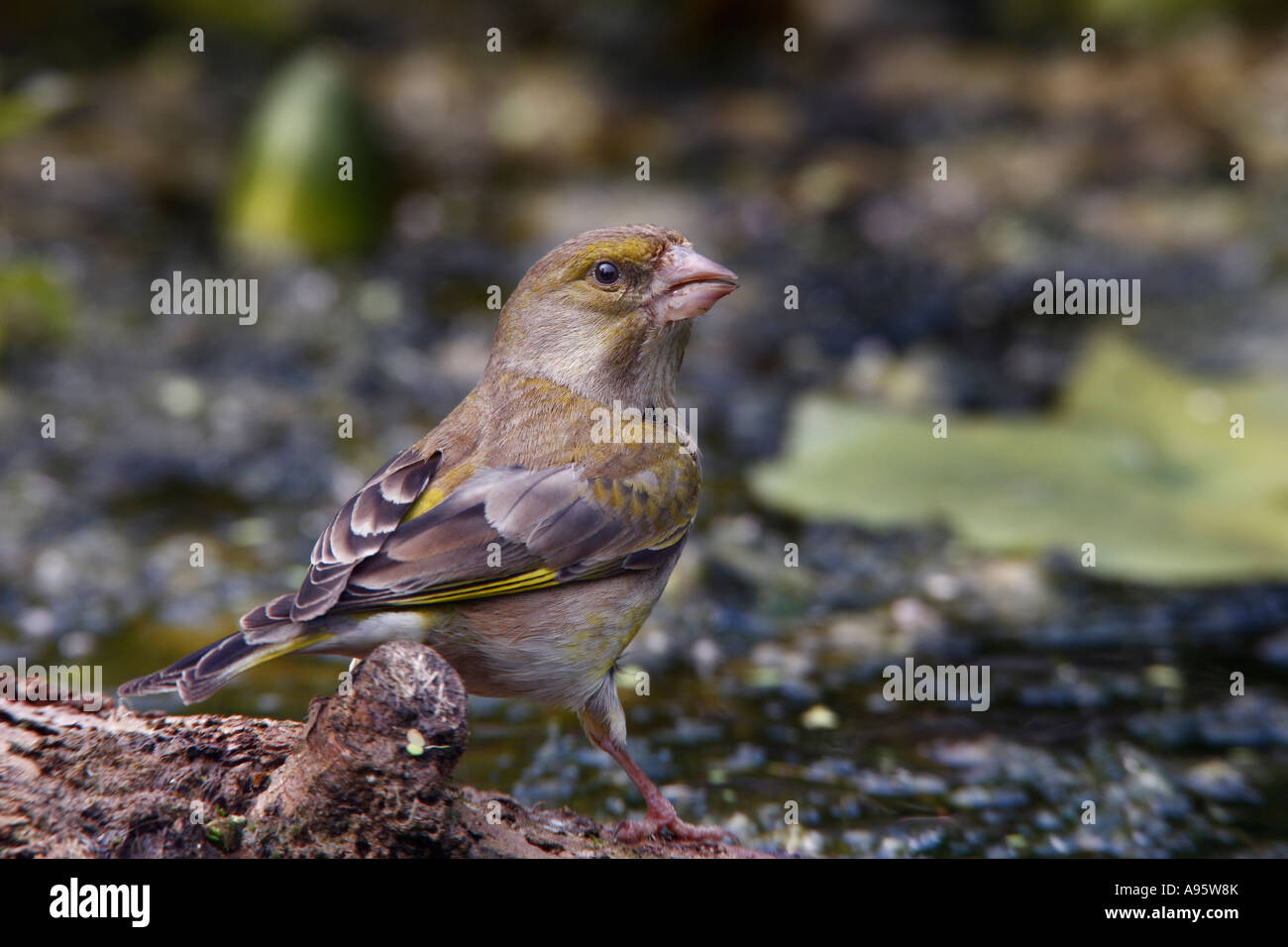 Greenfinch Carduelis chloris on log at pond ready to drink potton bedfordshire Stock Photo