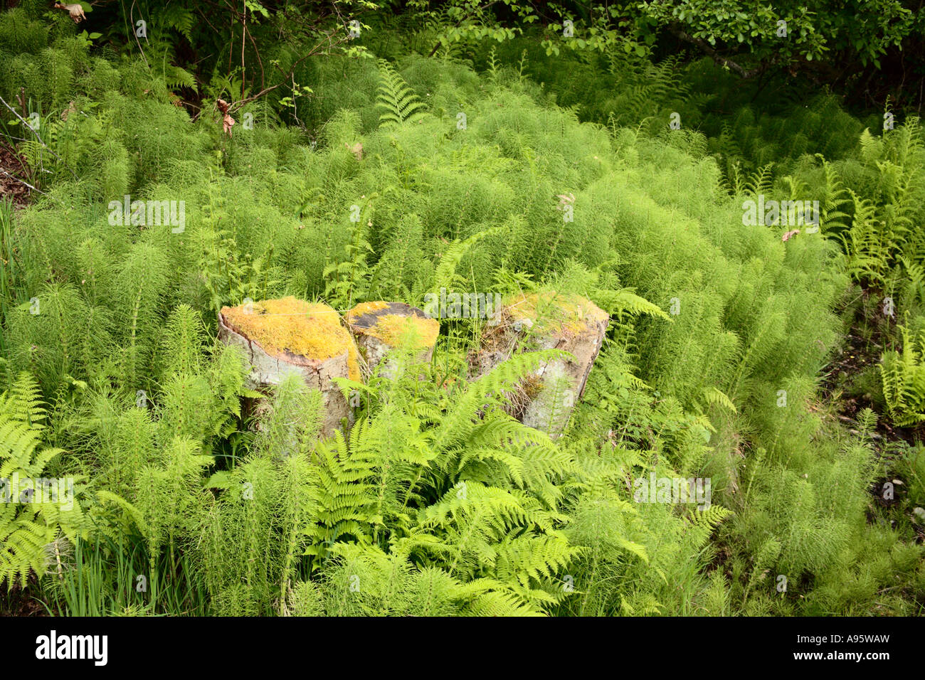 Moss Covered Stumps Stock Photo
