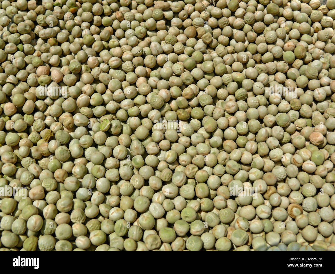Dry Legume. common vegetable. Pune, Maharashtra, India Stock Photo Alamy