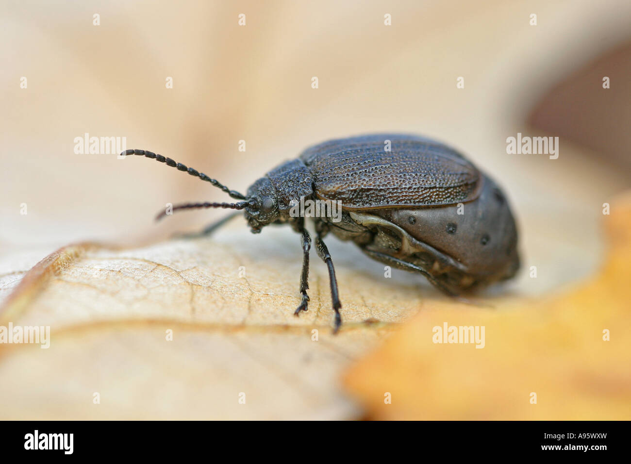 Galeruca tanaceti, female, leaf beetles, Chrysomelidae, Bulgaria, Europe Stock Photo