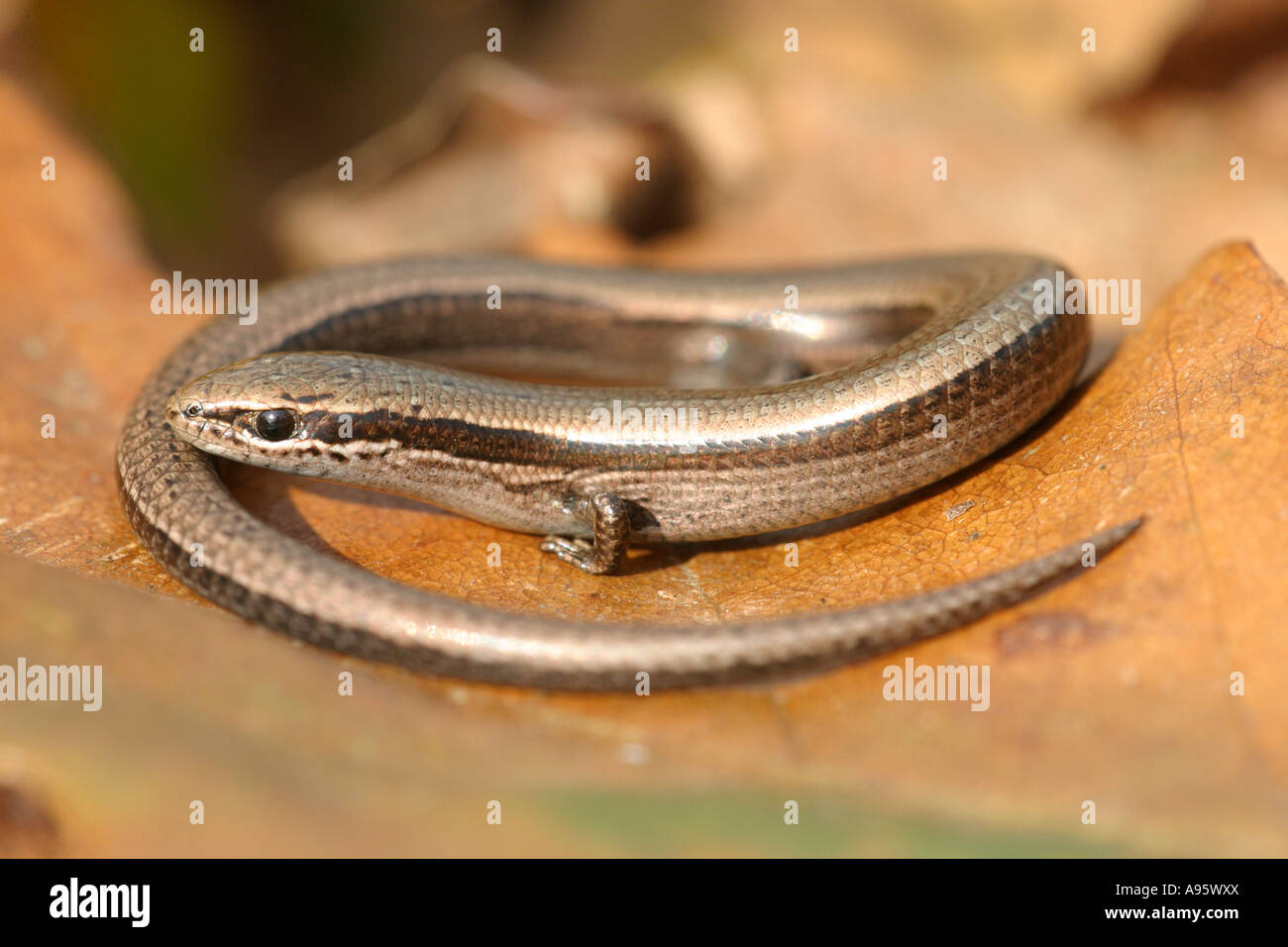 Snake-eyed Skink,  Ablepharus kitaibellii , kitaibelii, Bulgaria, Stock Photo
