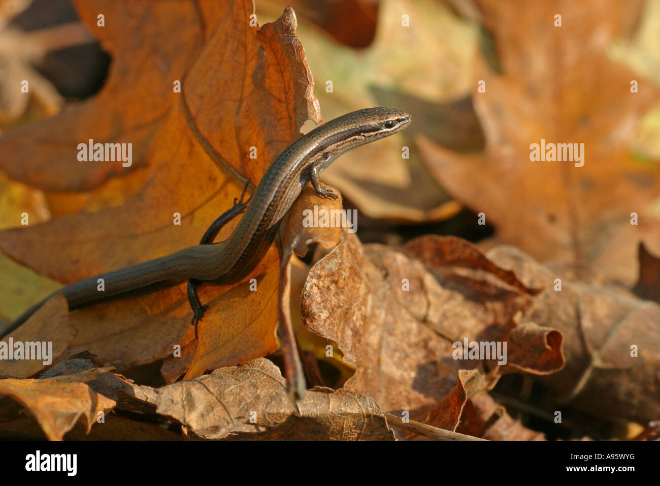 Snake-eyed Skink,  Ablepharus kitaibellii , kitaibelii, Bulgaria Stock Photo
