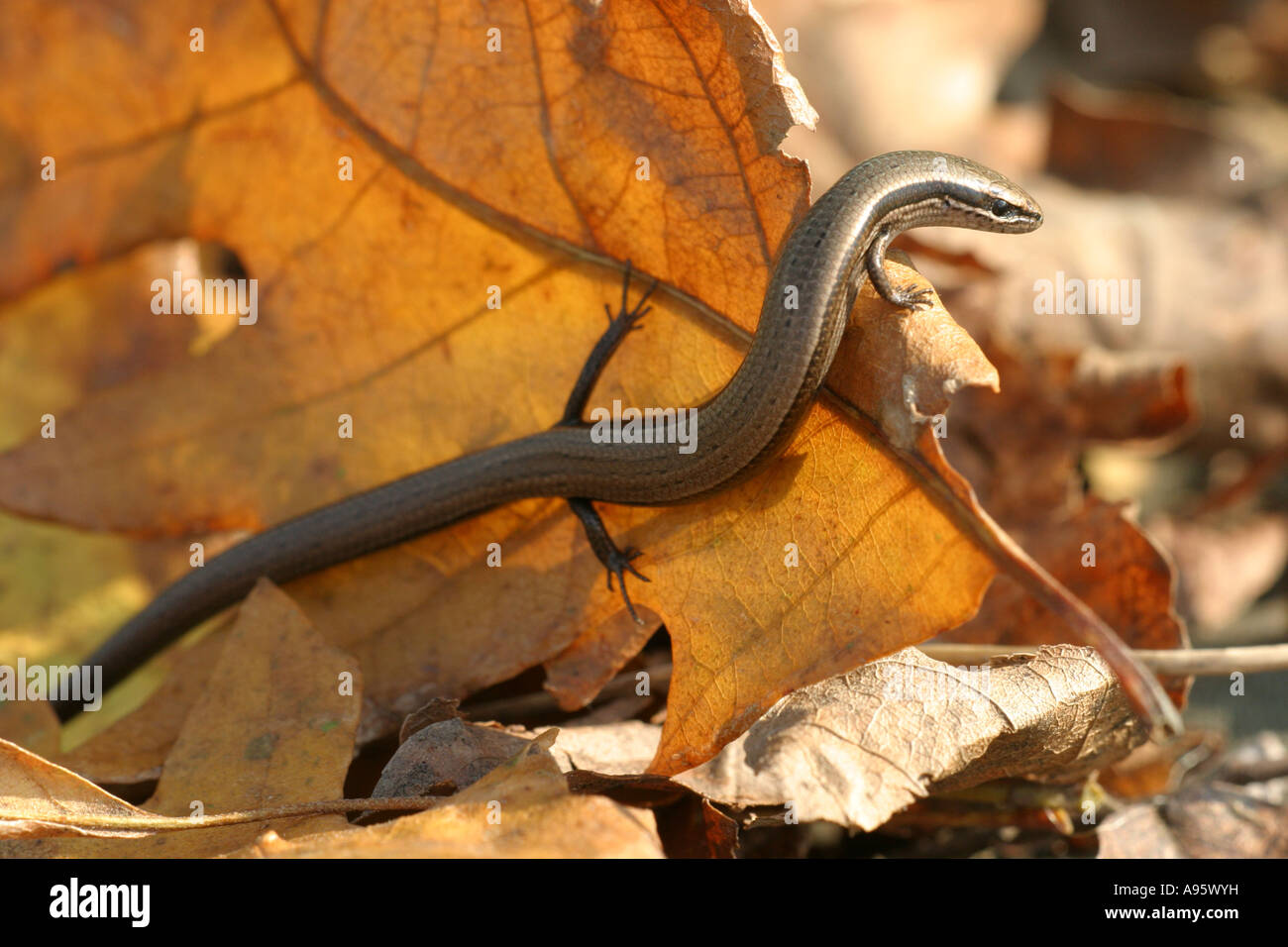 Snake-eyed Skink,  Ablepharus kitaibellii , kitaibelii, Bulgaria Stock Photo