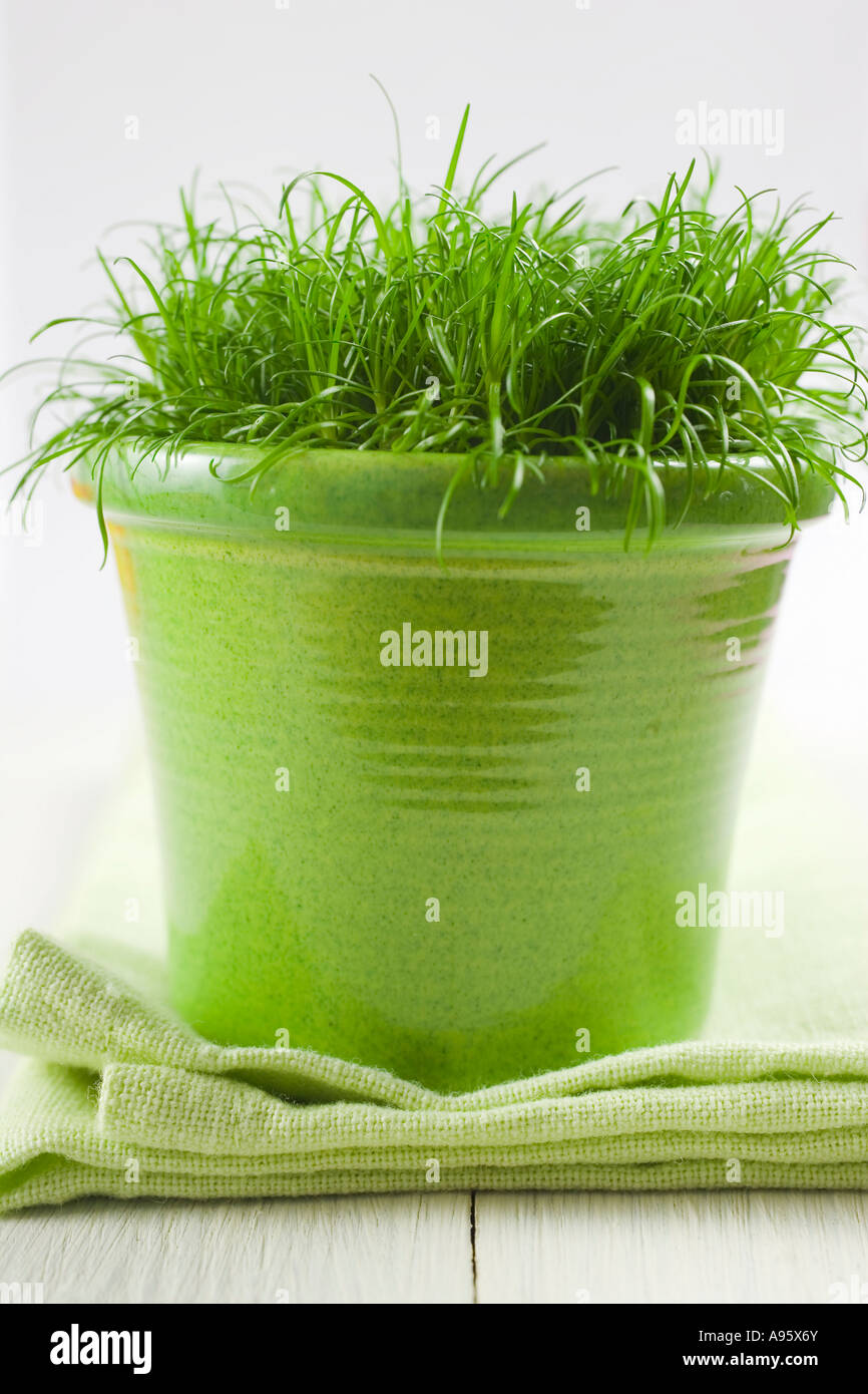 Grass in flowerpot Stock Photo