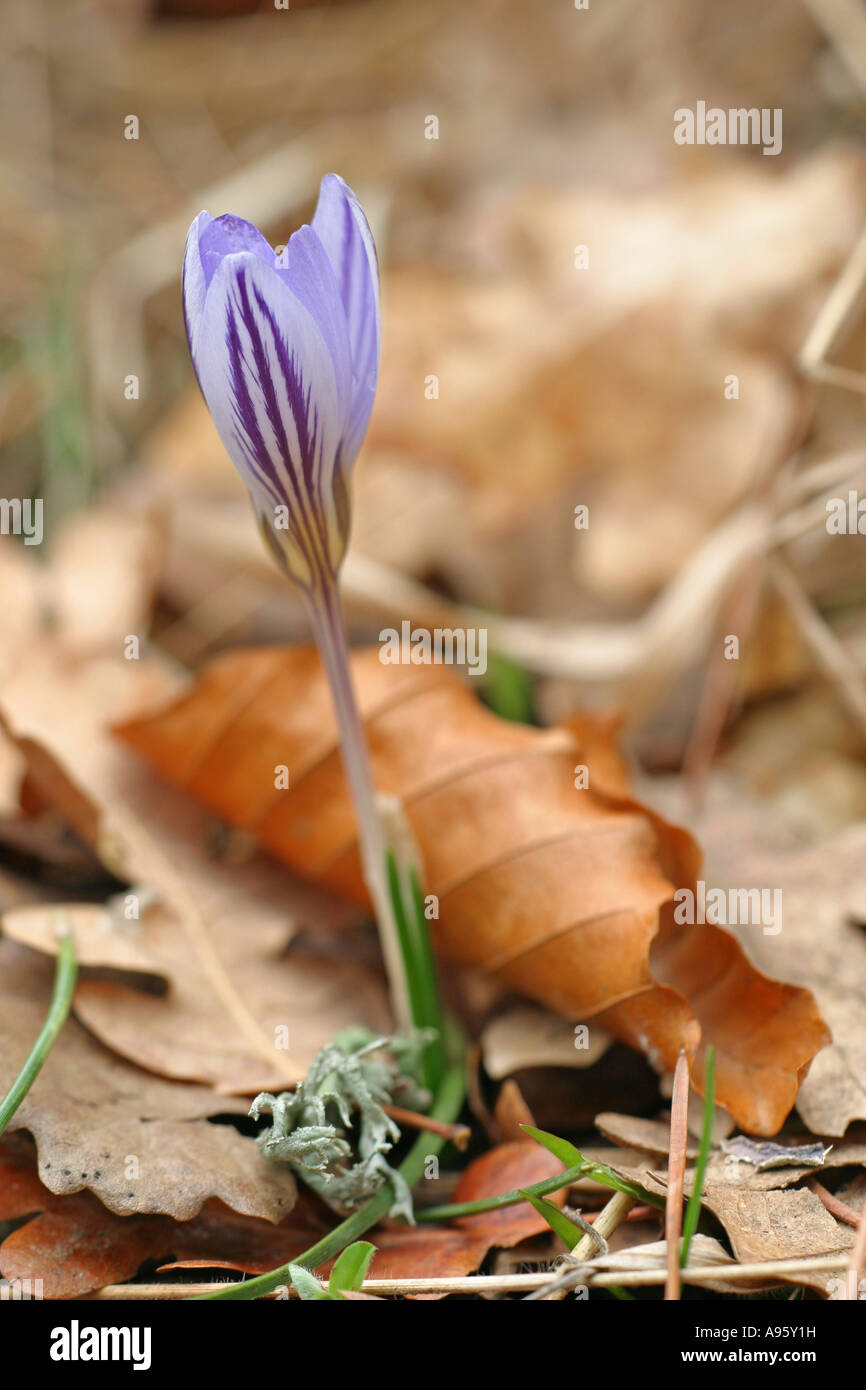 Crocus biflorus, Scoth Crocus, spring plant, Iridaceae, mountain flora of Bulgaria Stock Photo