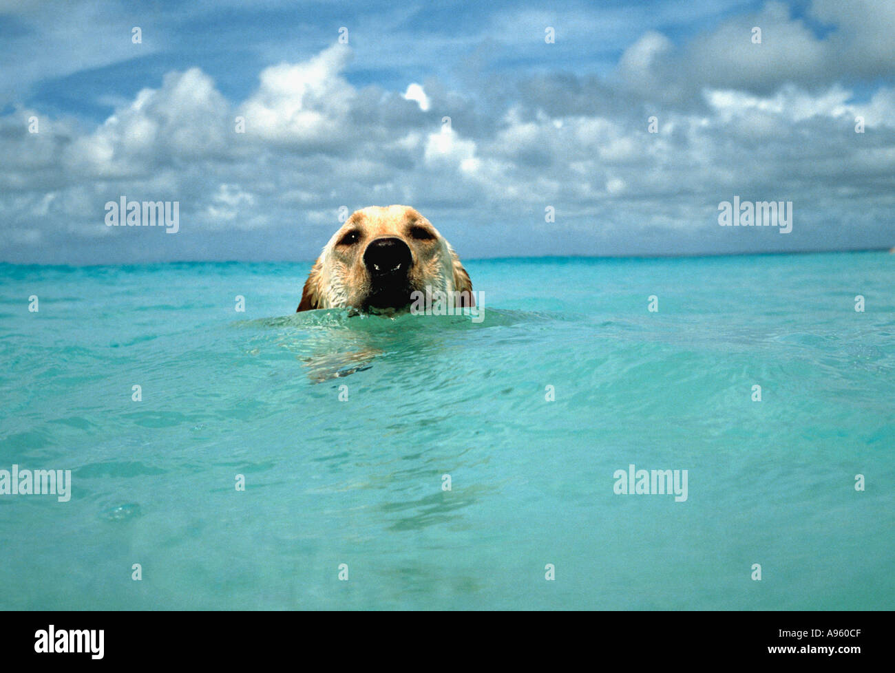 Yellow labrador retriever swimming Stock Photo Alamy