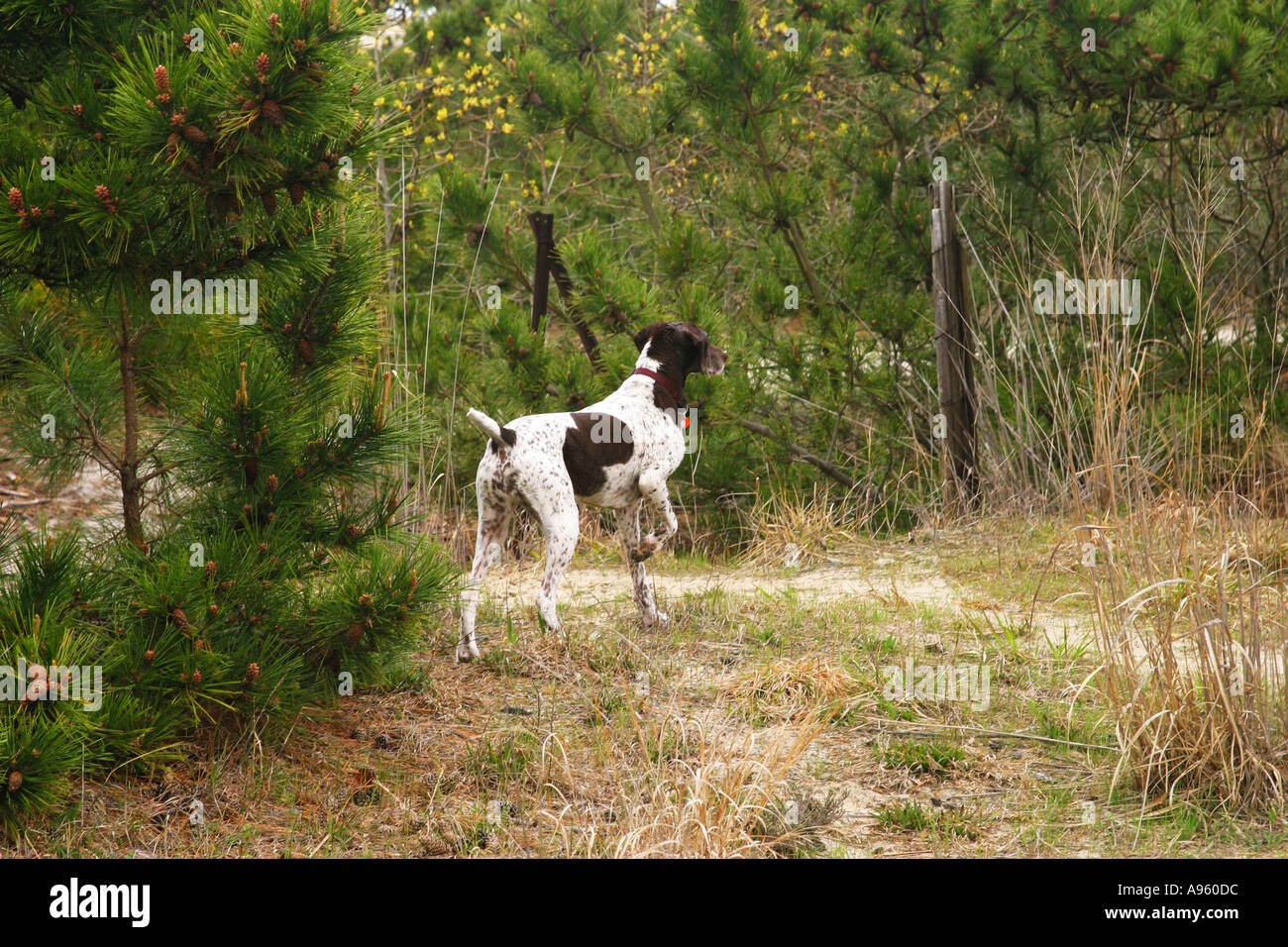 German Shorthair Pointer dog pointing Stock Photo Alamy