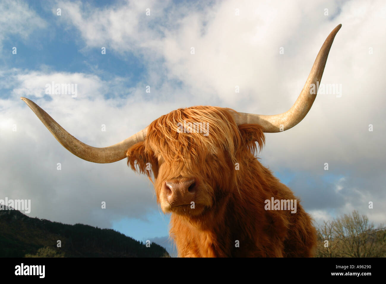 Highland breed cow Scottish Highlands Stock Photo - Alamy