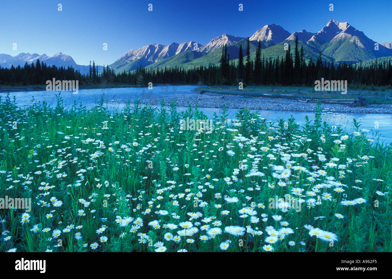 Kootenay River Kootenay National Park British Columbia Canada Stock ...