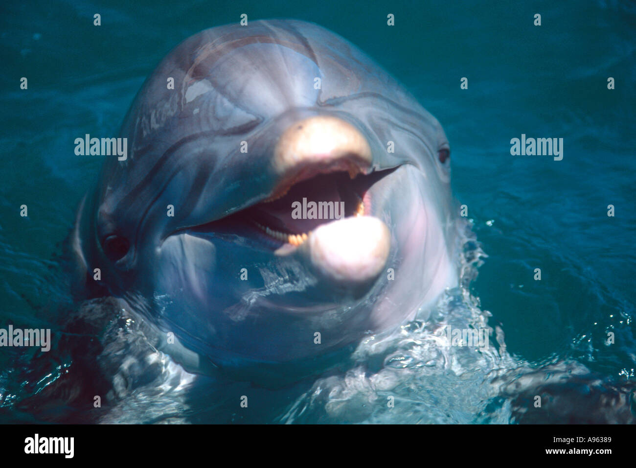 Bottlenose dolphin Tursiops truncatus Oahu Hawaii N Pacific Stock Photo