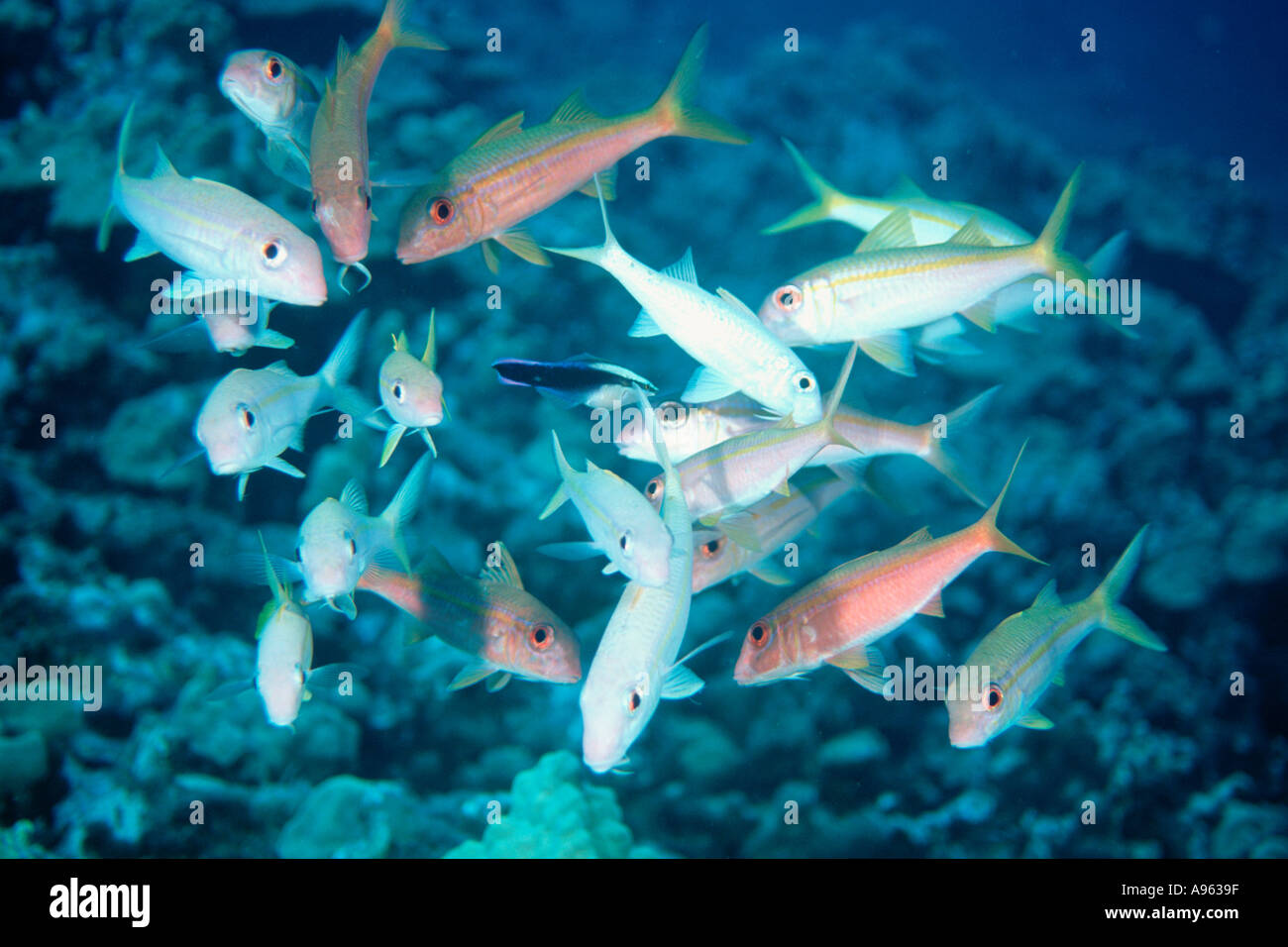 Goatfish aggregation Mulloidichthys and Parupeneus interacting with Hawaiian cleaner wrasse Labroides phtirophagus Hawaii Stock Photo