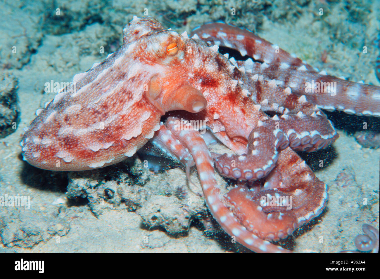 Ornate octopus at night Octopus ornatus Oahu Hawaii N Pacific Stock