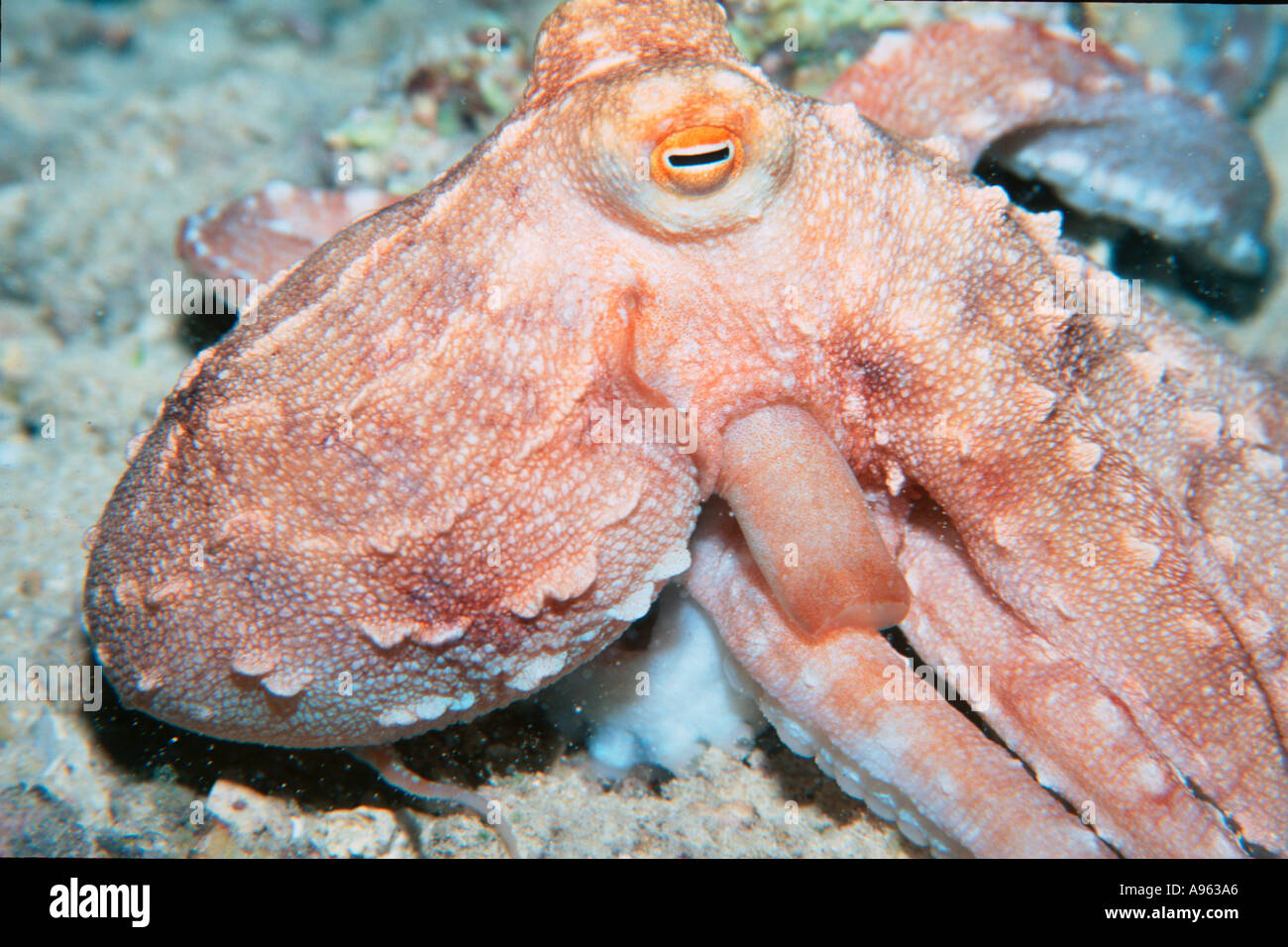 Ornate octopus at night Octopus ornatus Oahu Hawaii N Pacific Stock