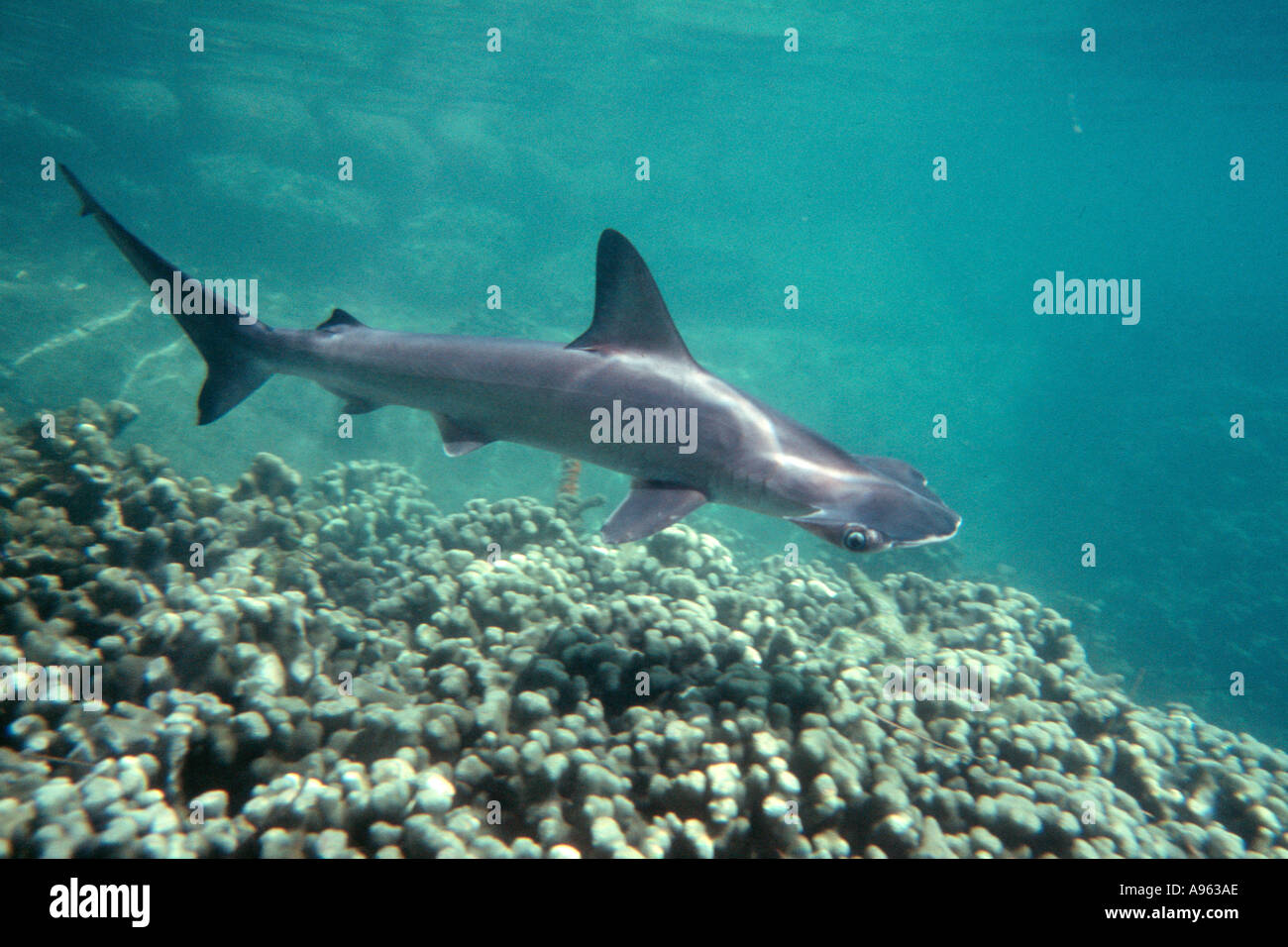 Scalloped hammerhead pup Sphyrna lewini Kaneohe Bay Oahu Hawaii N