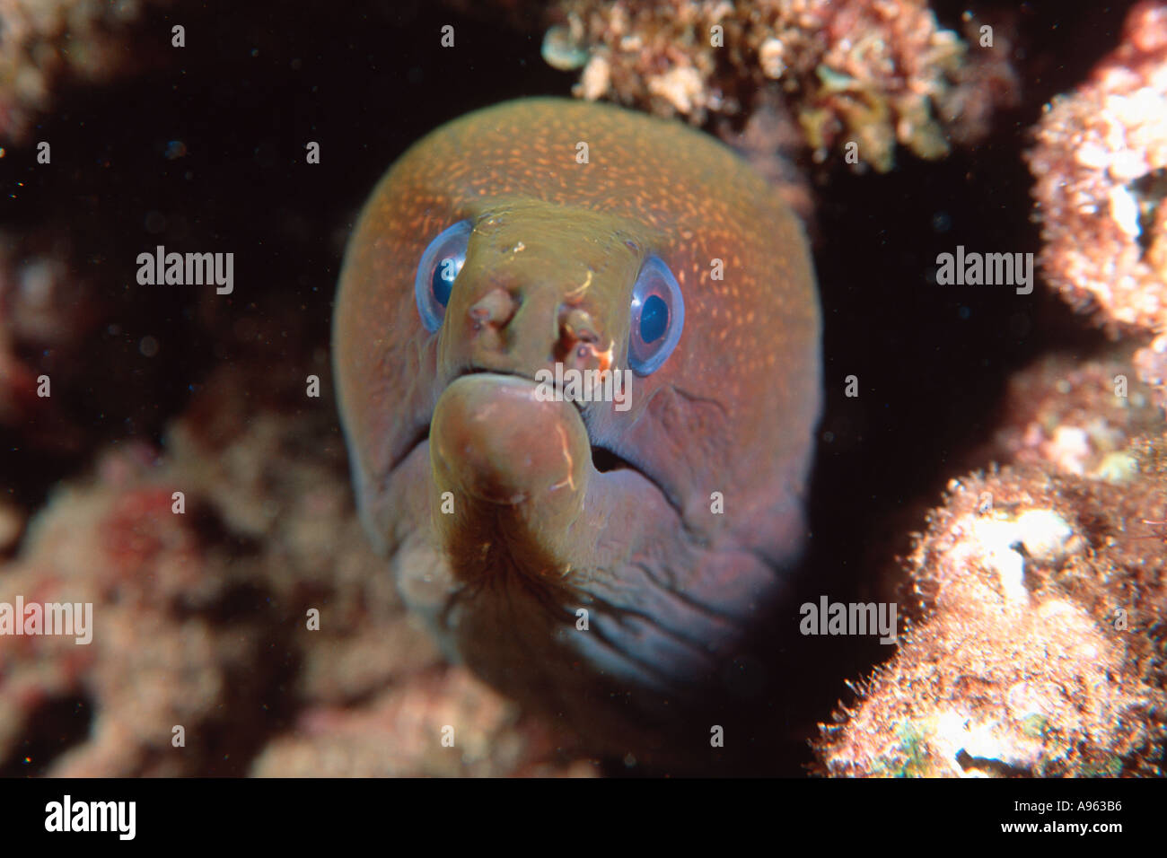 Maui ocean eel hires stock photography and images Alamy