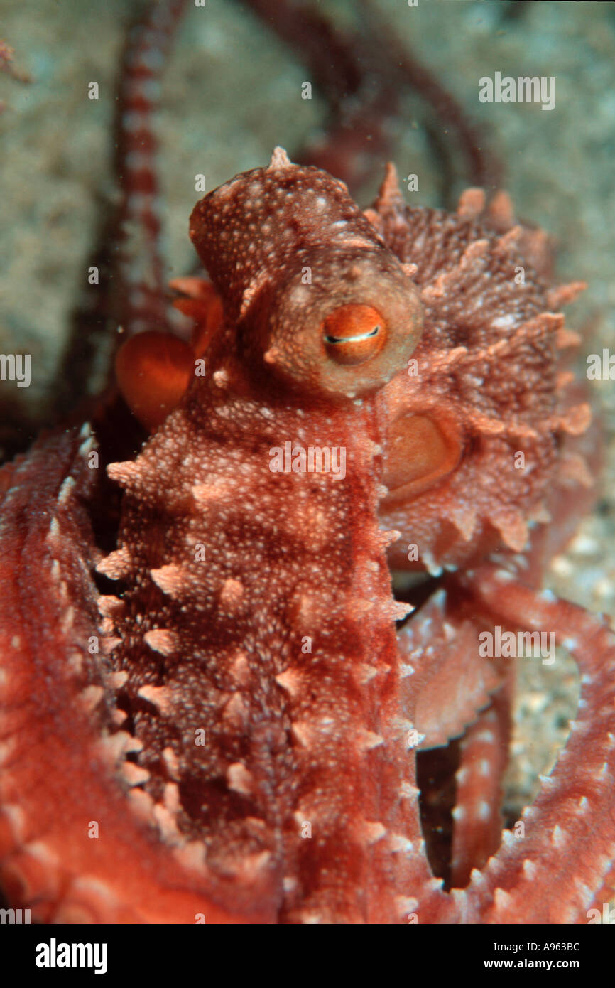 Hawaiian octopus endemic Octopus hawiiensis Shark s Cove Oahu Hawaii N