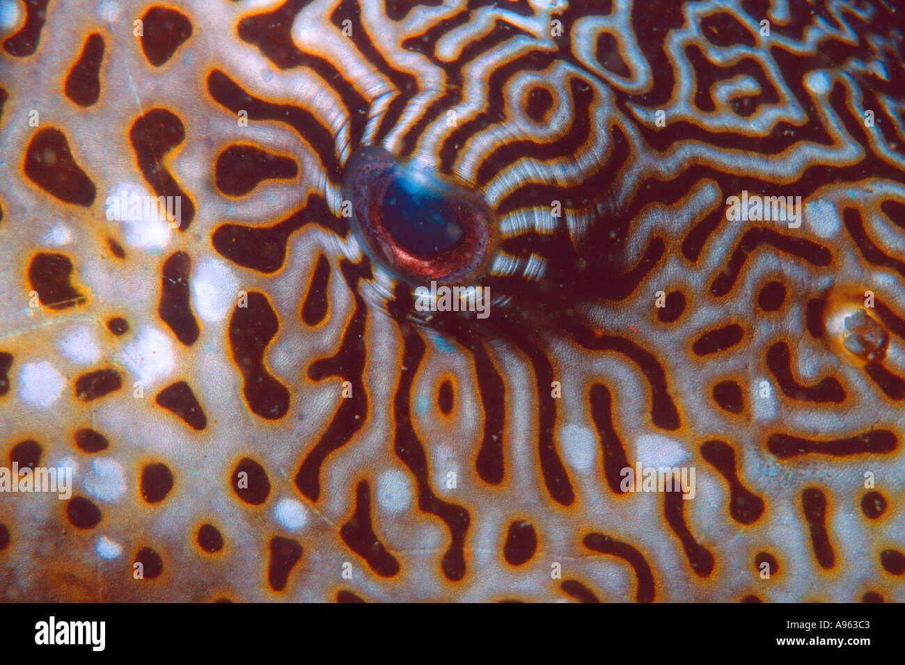 Puffer eye detail Arothron sp Coral Queen shipwreck Madang Papua New