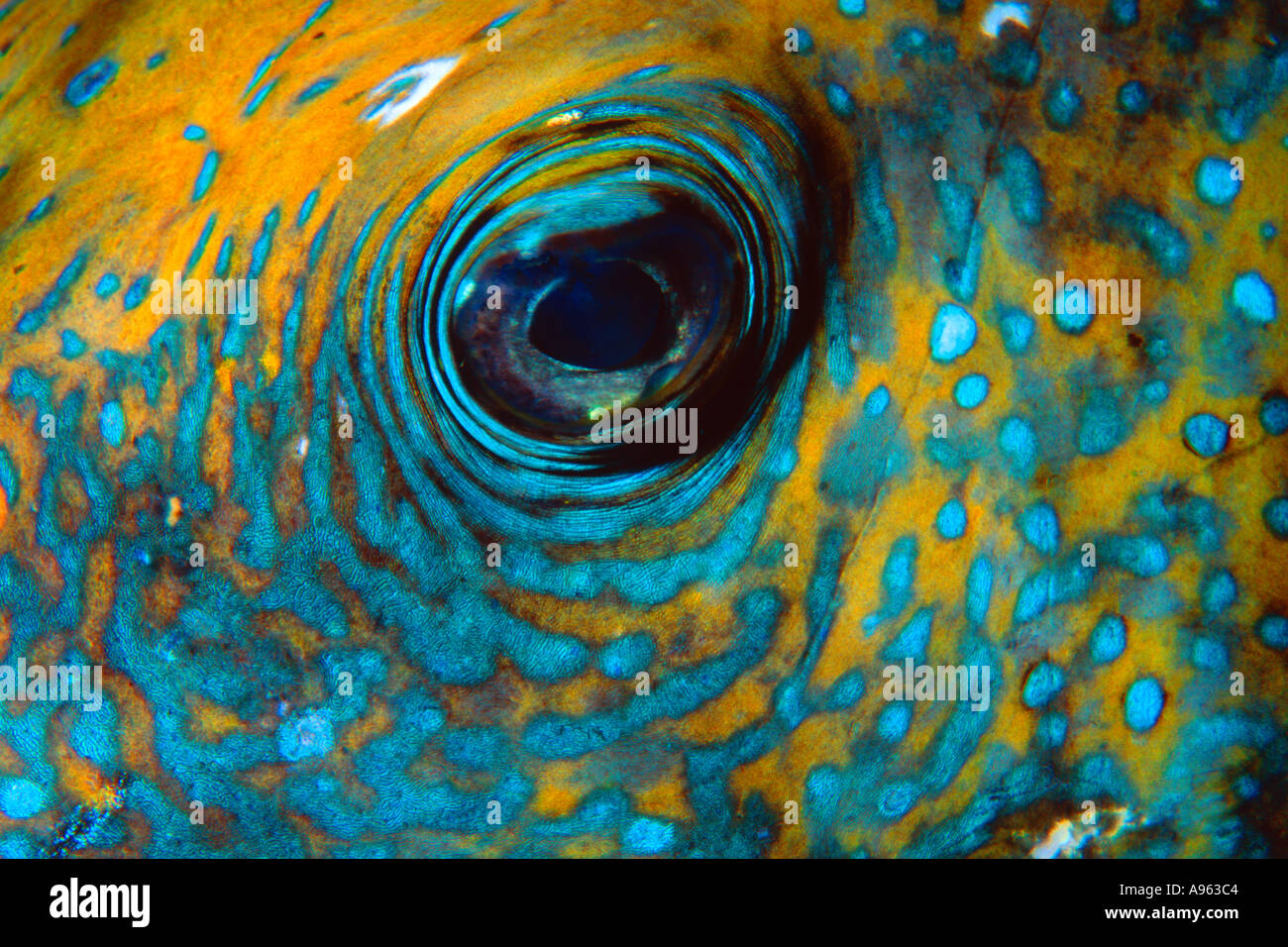 Puffer eye detail Arothron sp Coral Queen shipwreck Madang Papua New