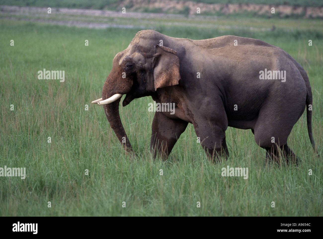 Tusker in Corbett National Park (Uttarakhand) Stock Photo