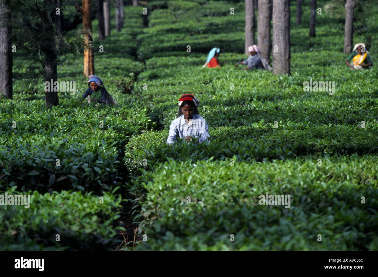 India agriculture at crop estate garden green hill nilgiri nilgiris