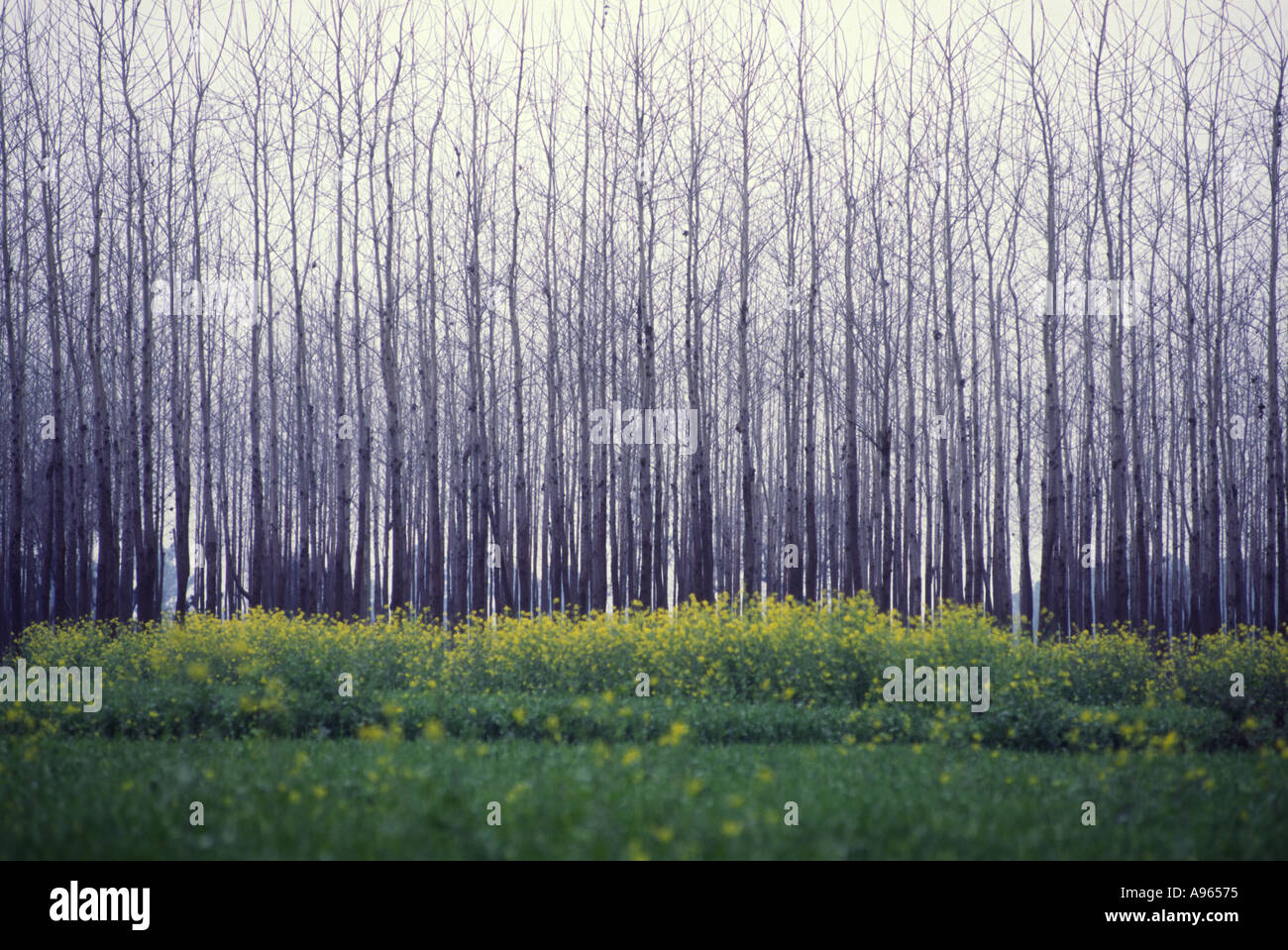 India Kilaraipur landscape mustard panjab poplar Punjab tree trees farm