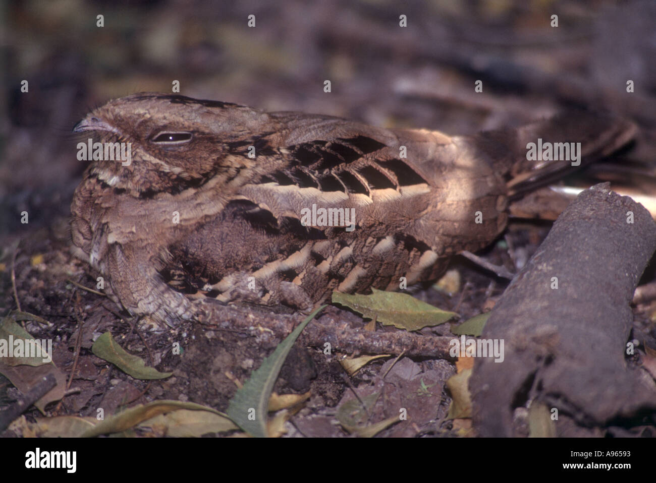 India wildlife Bharatpur bird birds Keoladeo long tailed longtailed nightjar nightjar nocturnal rajasthan Stock Photo