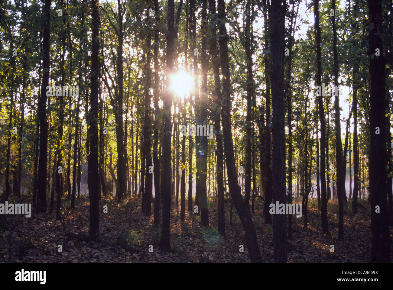 India forest forests jungle jungles kanha madhya pradesh sun tree trees view hope Stock Photo