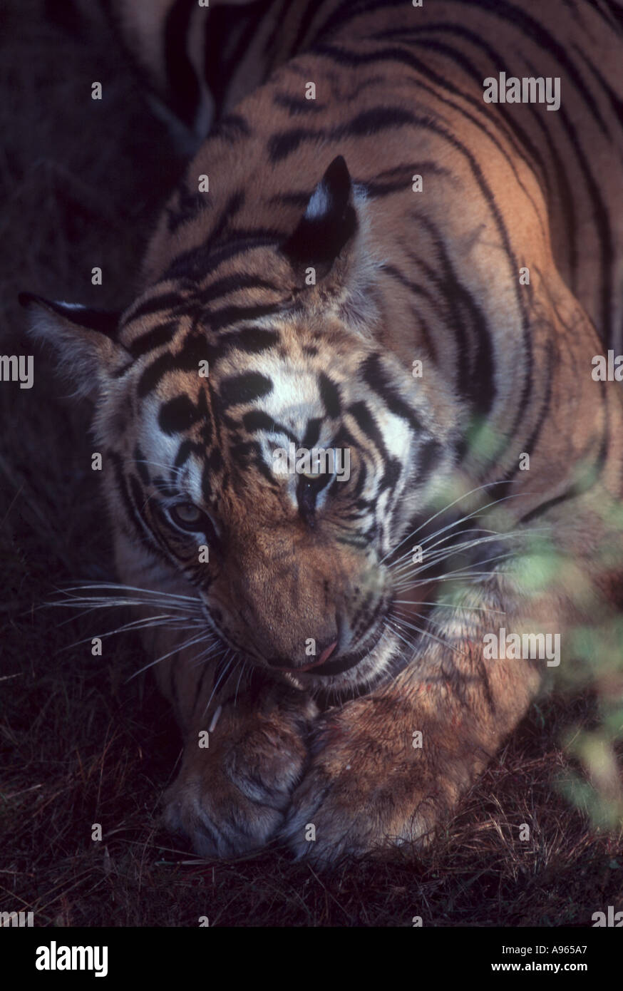 Close up uttaranchal india hi-res stock photography and images - Alamy
