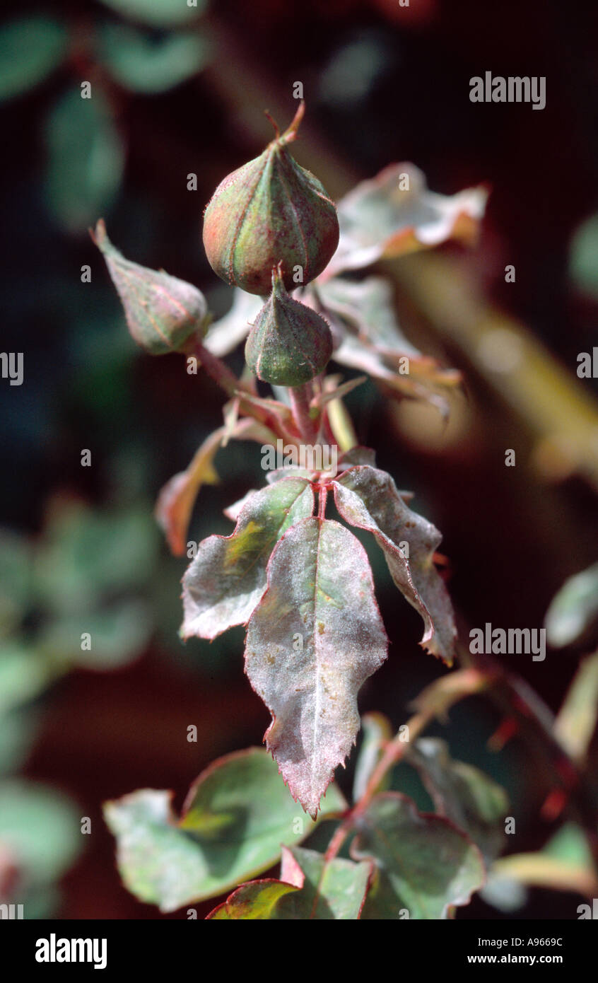 Powdery mildew on rose leaves Stock Photo