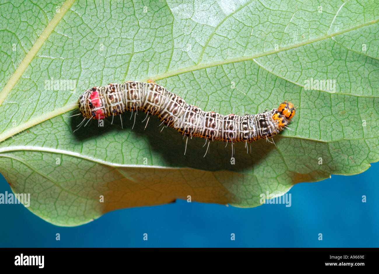 Australian Grapevine moth caterpillar Stock Photo