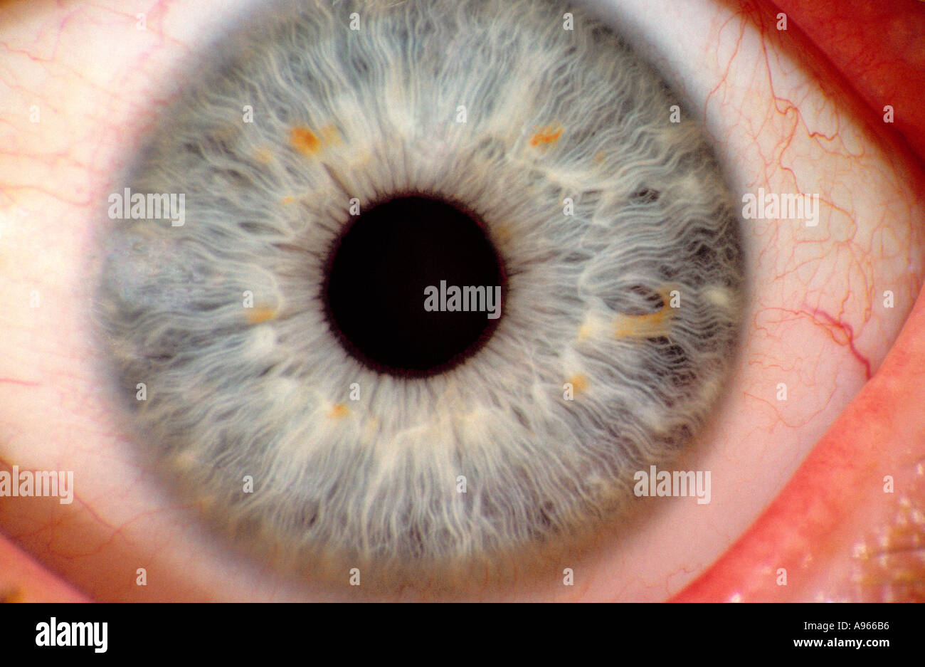 Human iris close up hi-res stock photography and images - Alamy