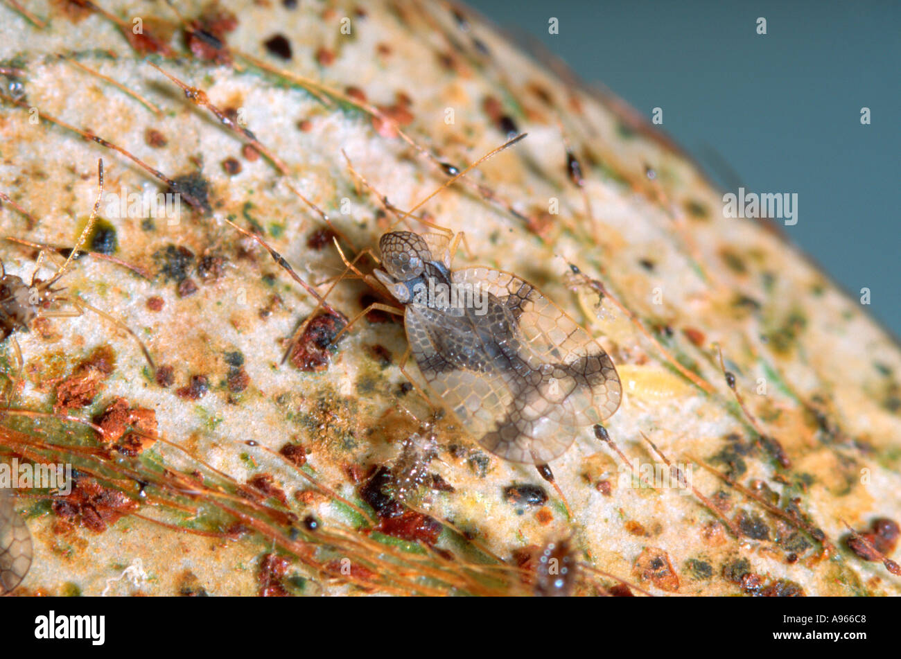 Azalea lace bug (adult and nymphs) and damage caused to Azalea Stock Photo